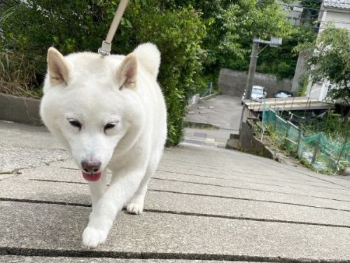 二度寝をしている白柴犬