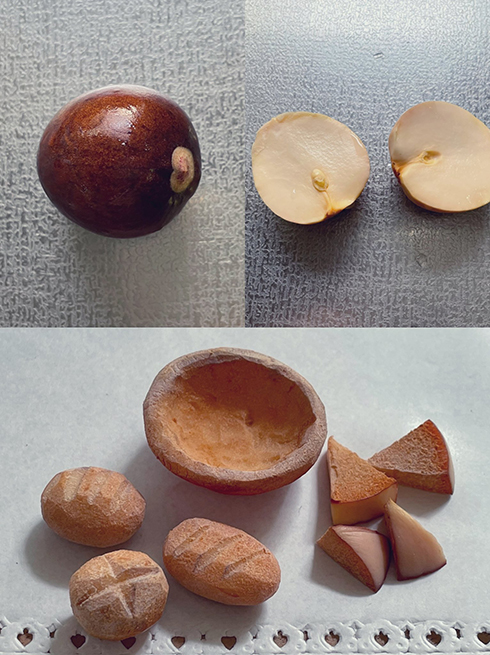 1つの種からこんなにたくさん！