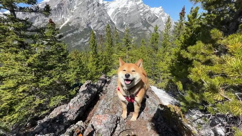 犬