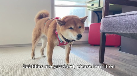 犬