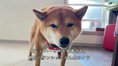 犬