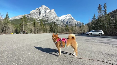 犬