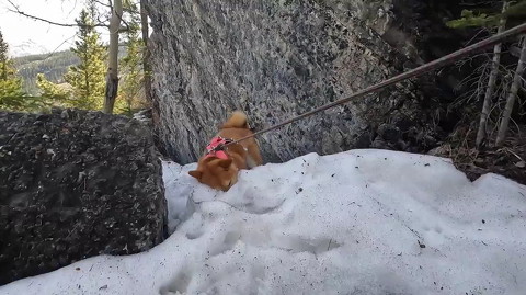 犬