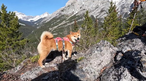 犬