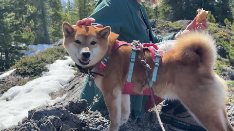 犬