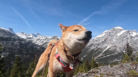 犬