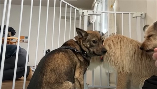 元保護犬、初めてのお散歩練習