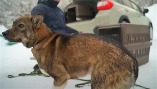 元保護犬、初めてのお散歩練習