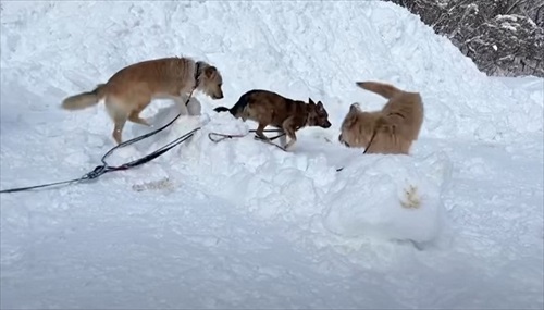 元保護犬、初めてのお散歩練習