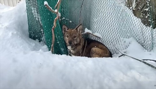 元保護犬、初めてのお散歩練習