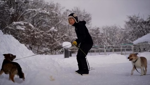 元保護犬、初めてのお散歩練習