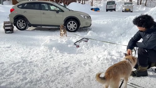 元保護犬、初めてのお散歩練習