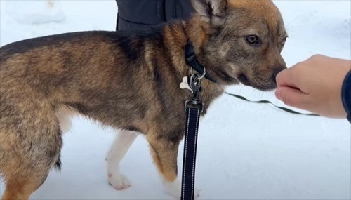 元保護犬、初めてのお散歩練習