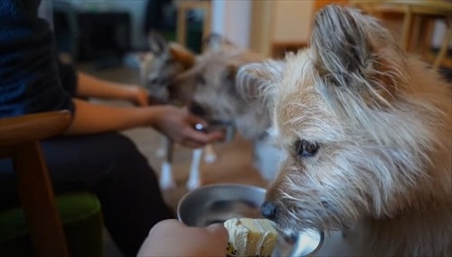 元保護犬、初めてのお散歩練習