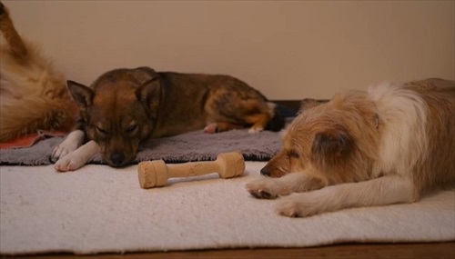 元保護犬、初めてのお散歩練習