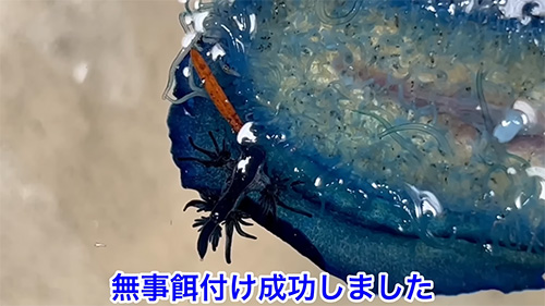 餌付け