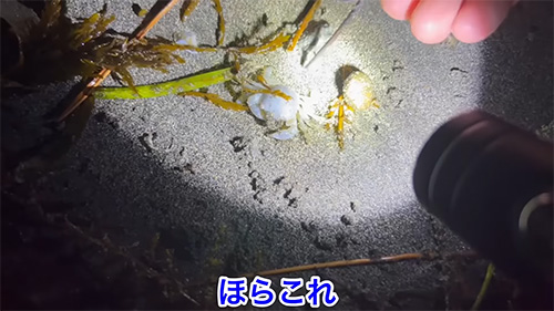 真っ白いカニ