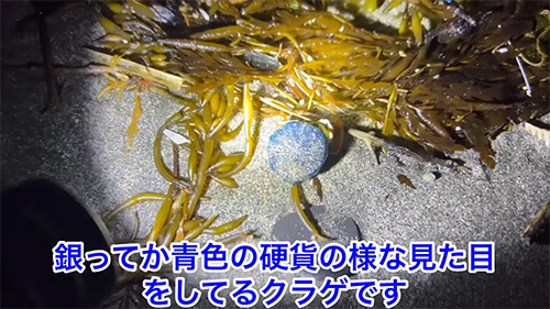 ギンカクラゲ
