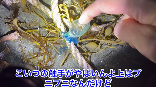 カツオノエボシをつつく