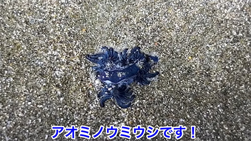 アオミノウミウシ