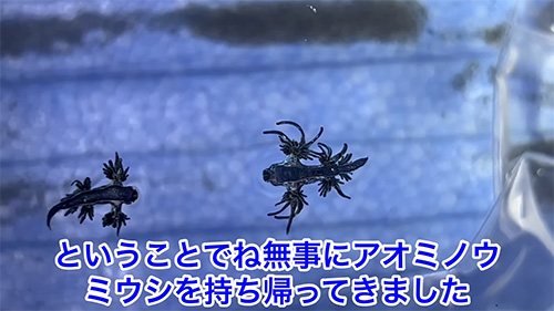 持ち帰ってきました