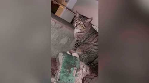 元ボス猫から家猫になった猫