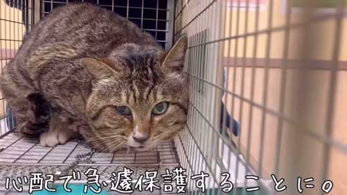 元ボス猫から家猫になった猫
