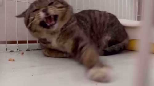 元ボス猫から家猫になった猫