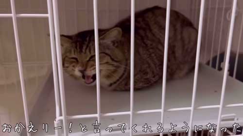 元ボス猫から家猫になった猫