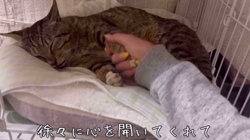 元ボス猫から家猫になった猫