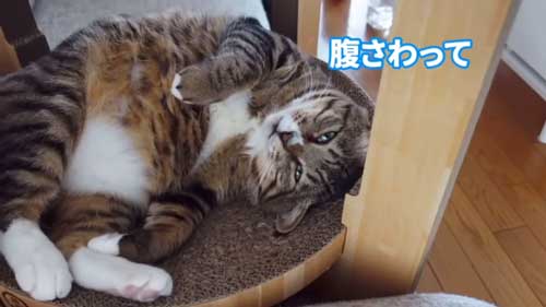 元ボス猫から家猫になった猫