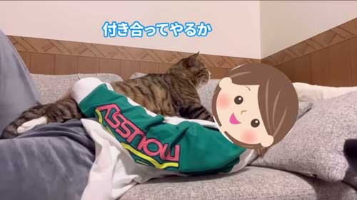 元ボス猫から家猫になった猫