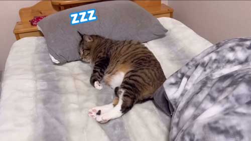 元ボス猫から家猫になった猫