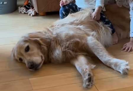 子どもたちに乗られるゴールデンレトリバー