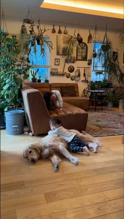 子どもたちに乗られるゴールデンレトリバー