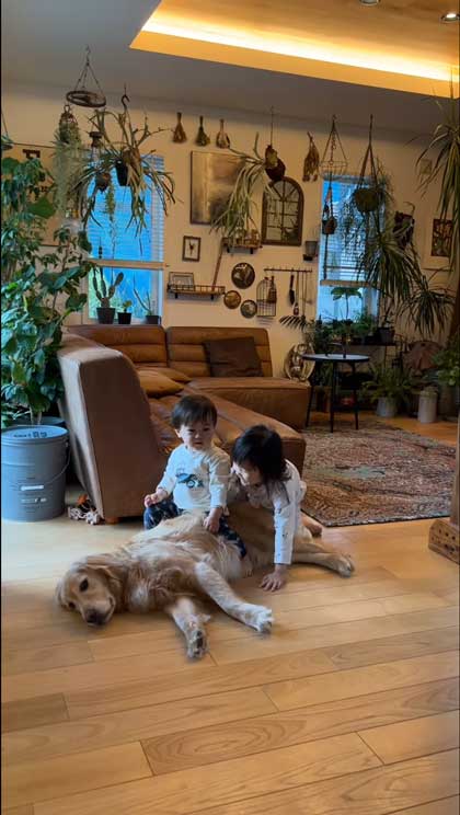 子どもたちに乗られるゴールデンレトリバー