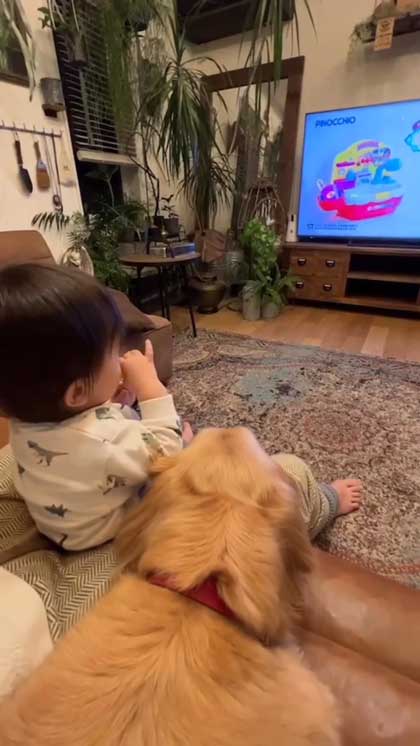 子どもたちに乗られるゴールデンレトリバー