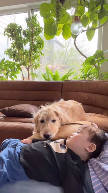 子どもたちに乗られるゴールデンレトリバー