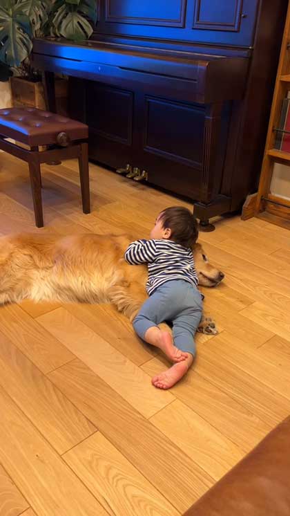 子どもたちに乗られるゴールデンレトリバー