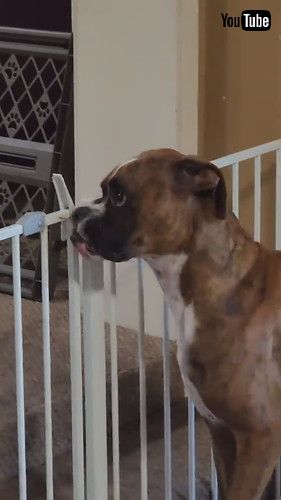 ゲートを開けようとする犬