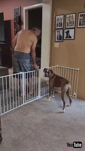 ゲートを閉められた犬