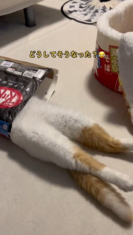 お菓子の袋に入ってる猫アップ