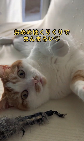 おめめはくりくりテロップ