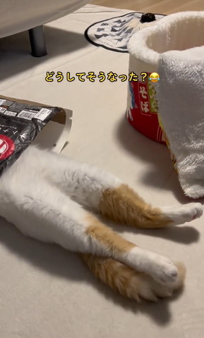 お菓子の袋に入ってる猫アップしっぽは足の下