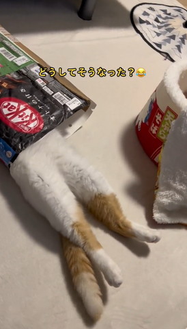 お菓子の袋に入ってる猫斜め上から