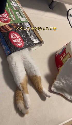 お菓子の袋に入ってる猫上から