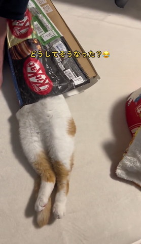 お菓子の袋に入ってる猫横向き上から