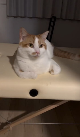 前足を曲げてる猫