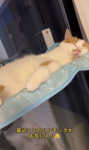 ブルーのハンモックで寝てる猫