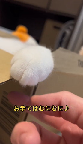 お手てはむにむにテロップ